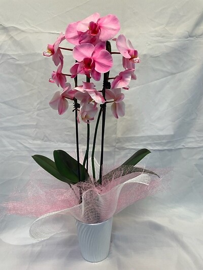 Pink Double Stem Orchid Plant